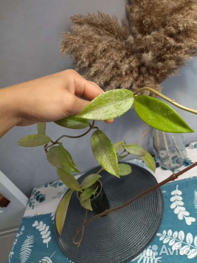 Хойя публикалис сплеш