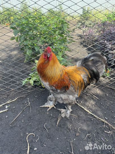 Петухи брама