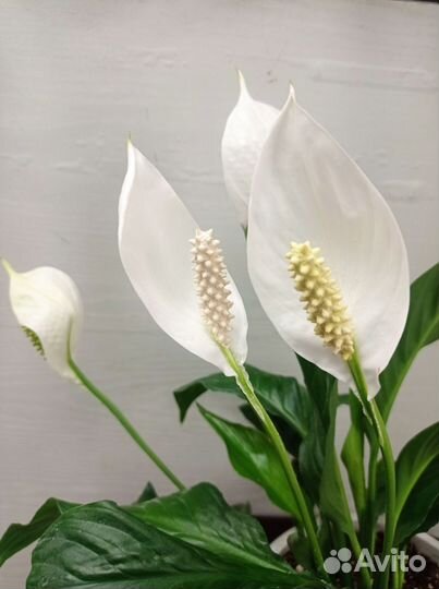 Спатифиллум женское счастье цветущий