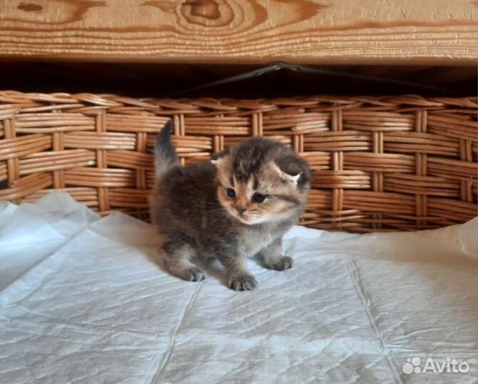 Маленькие тигрята (шотландские котята)