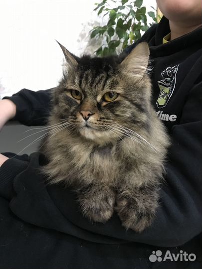 Сибирский кот