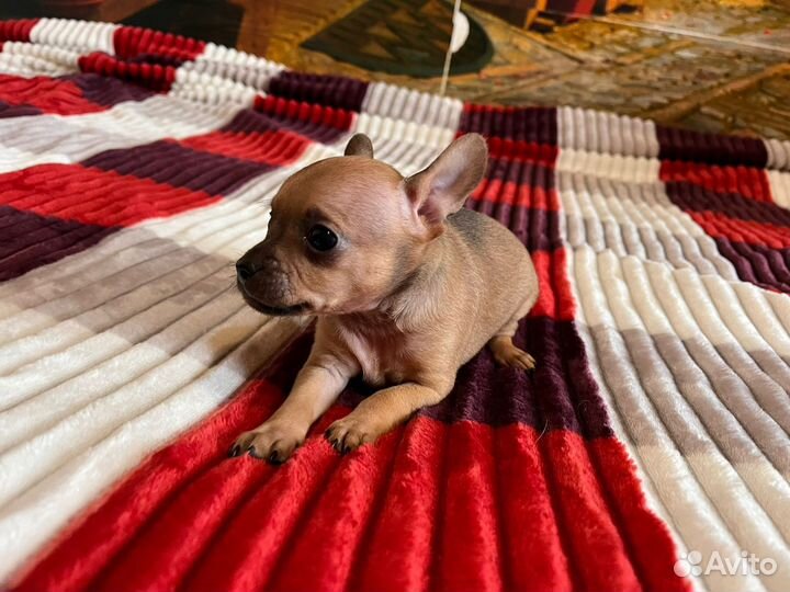 Той-терьер щенки