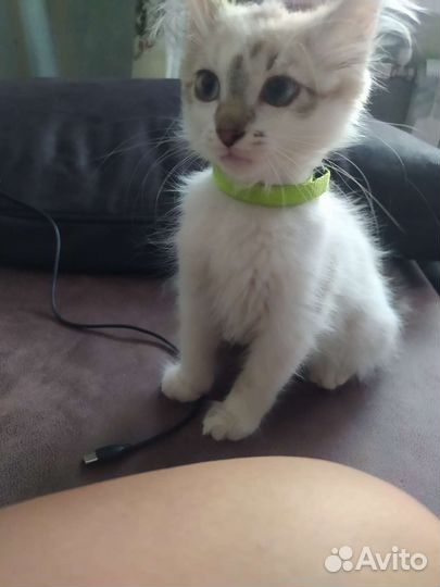 Отдам кошечку