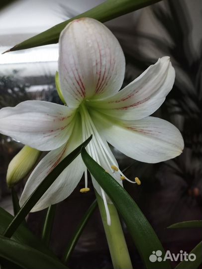 Гиппеаструмы