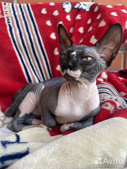 Канадский сфинкс