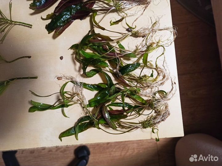 Продается растения в аквариум