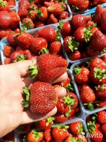 Клубника домашняя с Рамони, саженцы усы клубники