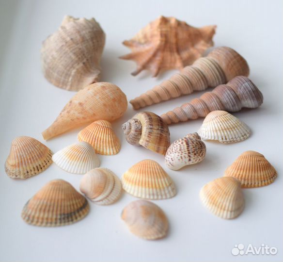 Набор ракушек