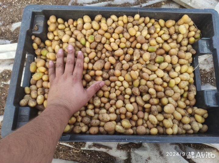 Картофель Инноватор, миниклубни (вирусов нет)