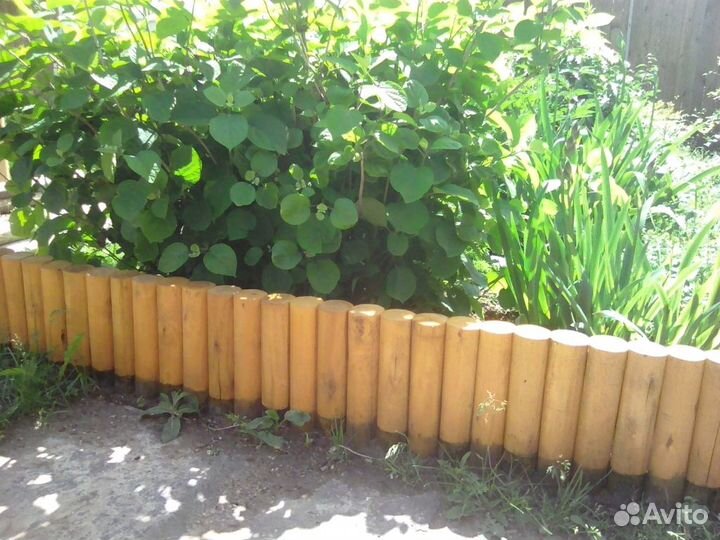 Карандаш березовый