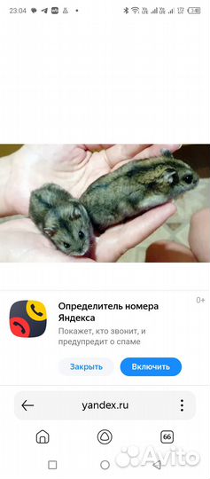 Хомяк и клетка на выбор