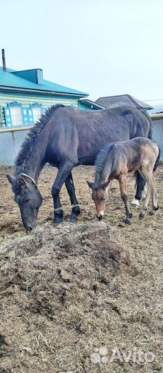 Кобыла с жеребенком