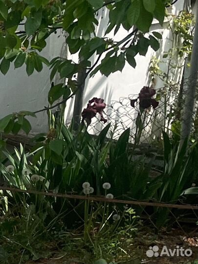 Ирисы клубни. Петушки