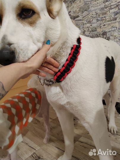 Ошейники на собак