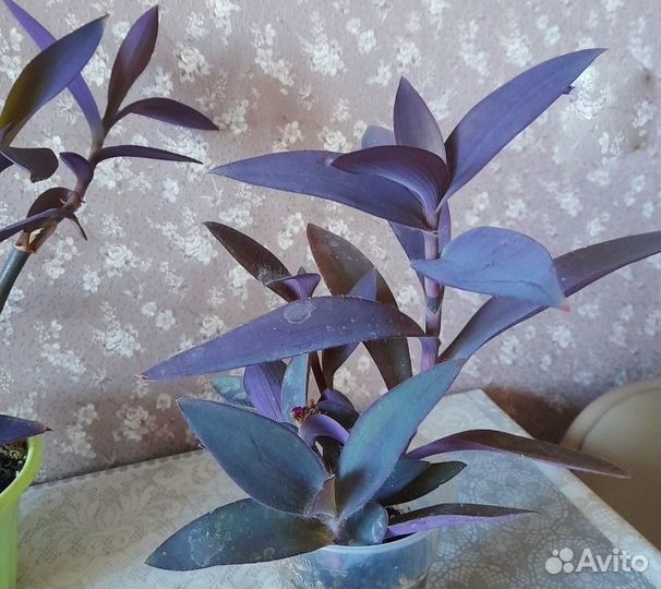 Традесканция Сеткреазия пурпурная