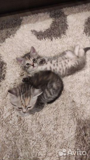 Кошки бесплатно