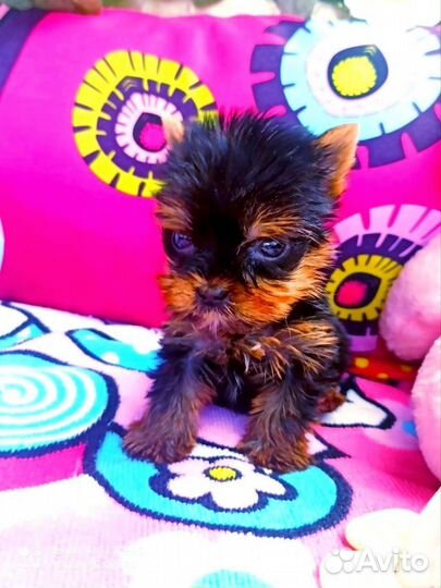 Щенки Йоркширского терьера мини