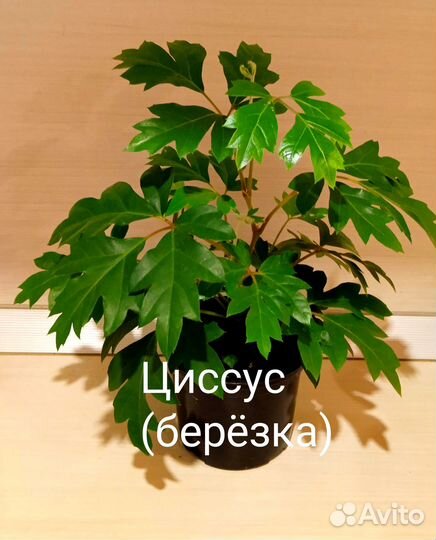 Циссус березка