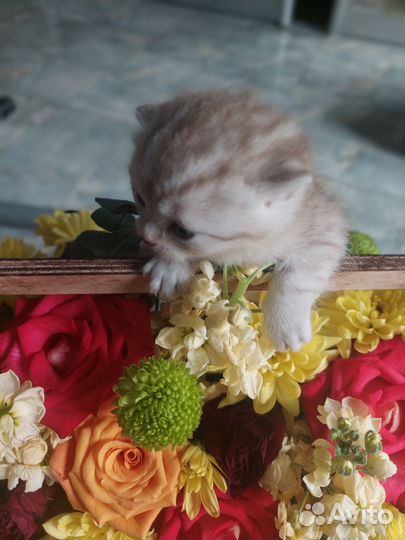 Шотландская шиншилла