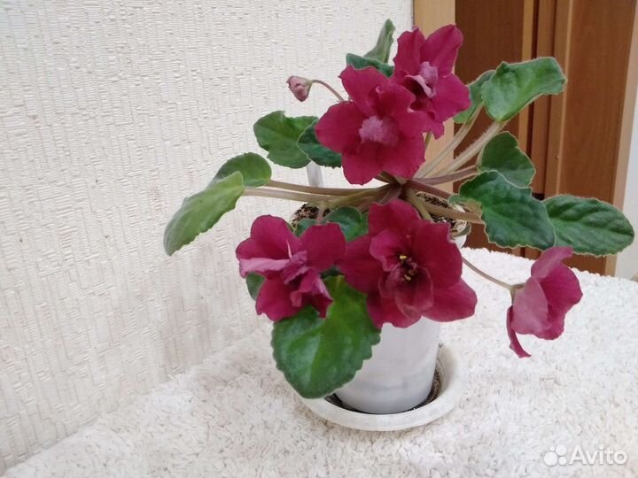 Фиалки цветущие в горшках