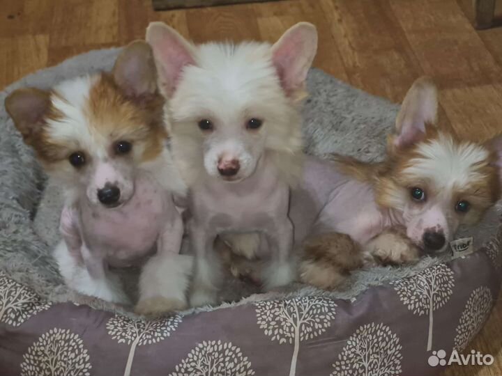 Китайская хохлатая собака