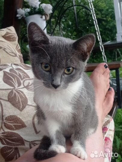 Котенок - девочка