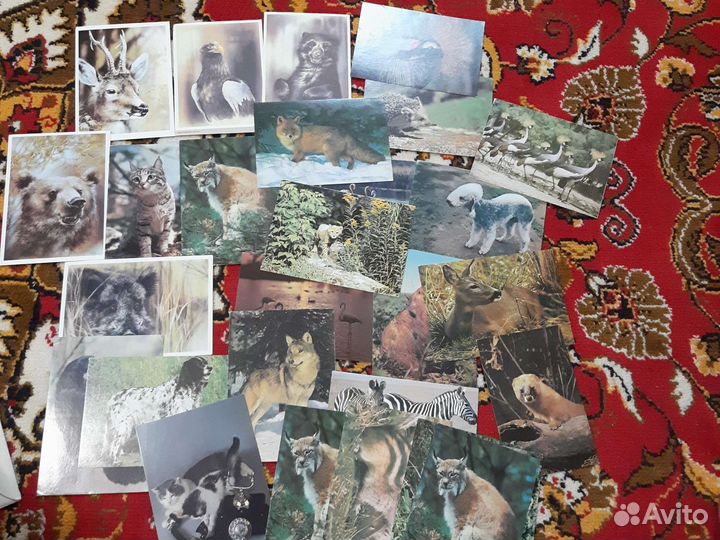 Открытки животные СССР