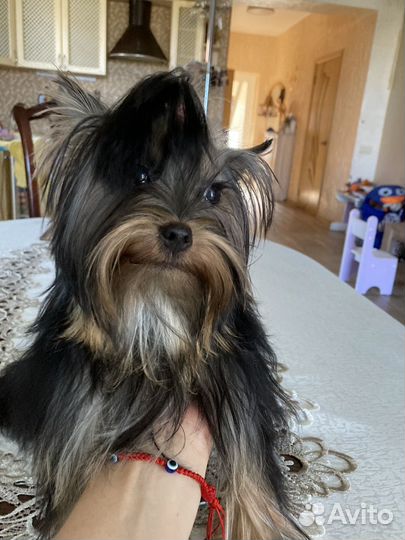 Йоркширский терьер микро