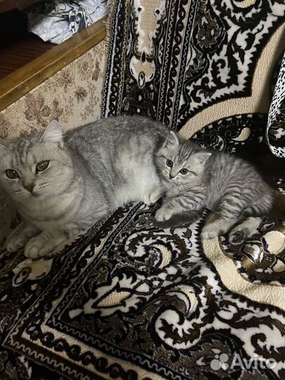 Котенок мальчик
