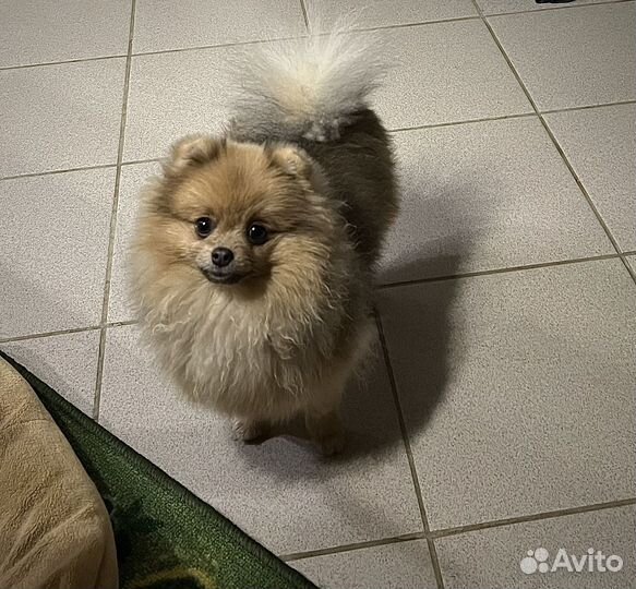 Померанский шпиц Девочка мини