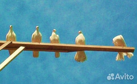 Свадебные голуби