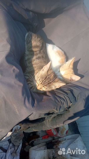 Кошки в добрые руки бесплатно
