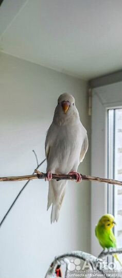 Самец получех альбинос с рубиновыми глазами