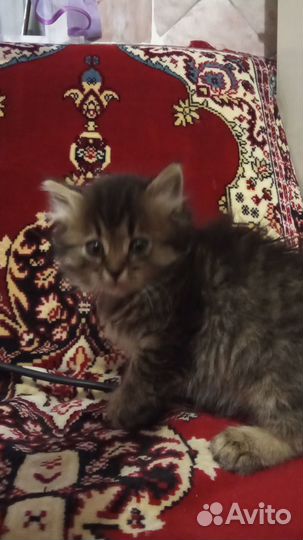 Домашние животные котята