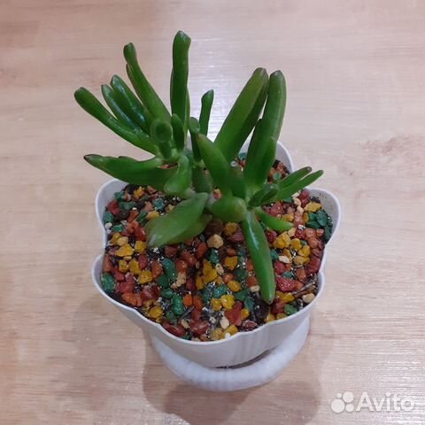 Крассула коралл