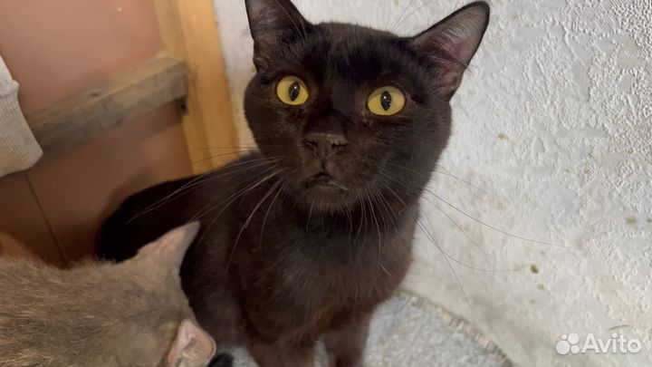 Котики в добрые руки
