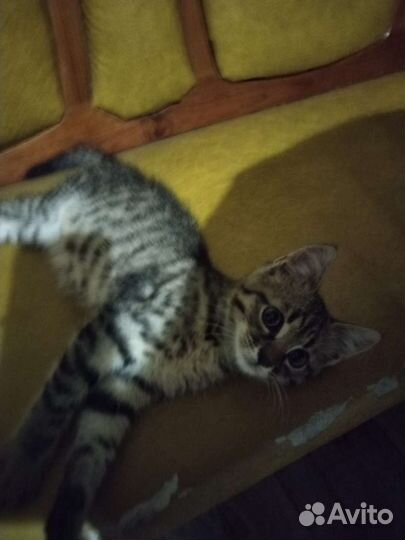 Британские котята