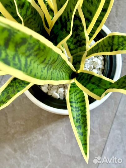 Искусственные растения, искусственная зелень