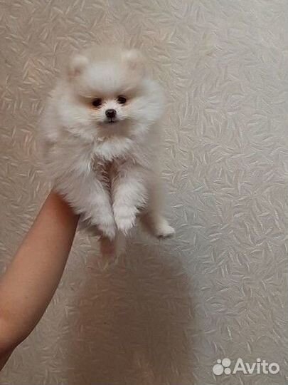 Померанский шпиц мини