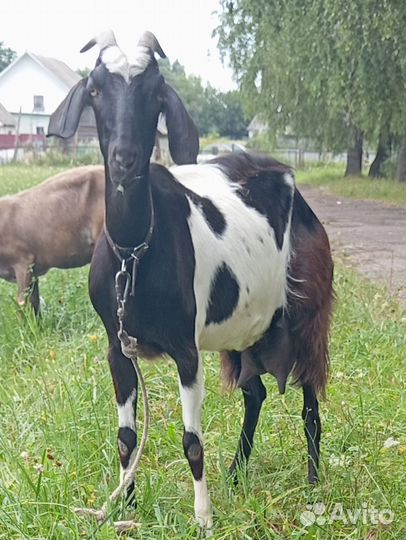 Молодая коза