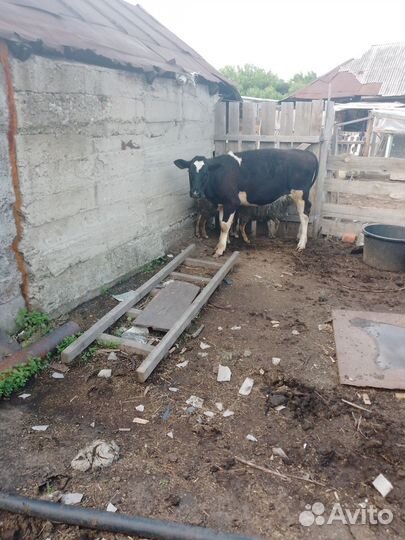 Продам гусей