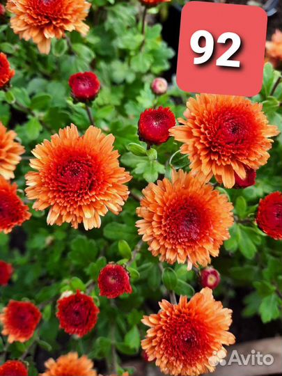 Хризантема