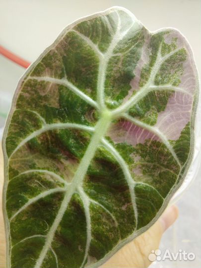 Алоказия вариегатная