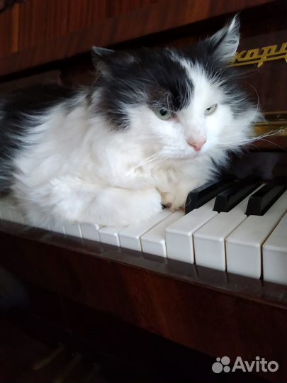 Котик Тиша в добрые руки