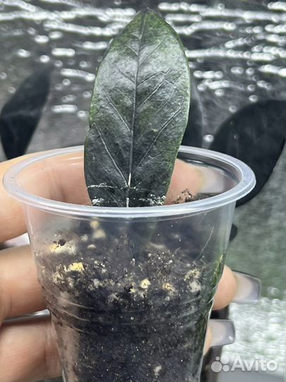 Замиокулькас черный (сорт raven)