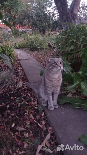 Коты от кошки мейн кун