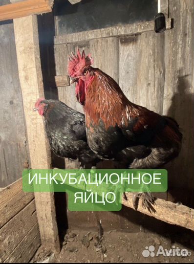 Инкубационное яйцо