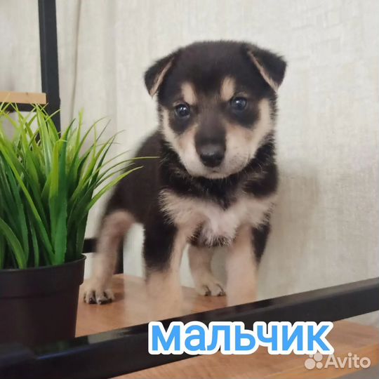 Щенки в добрые руки