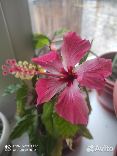 Гибискус или китайская роза