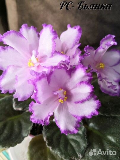 Фиалки сортовые детки